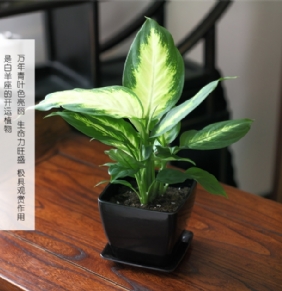 粉黛萬(wàn)年青