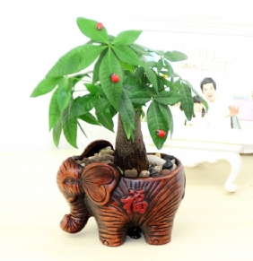 小發(fā)財(cái)樹(shù)