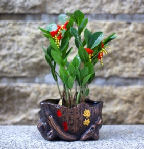 金錢樹(shù)