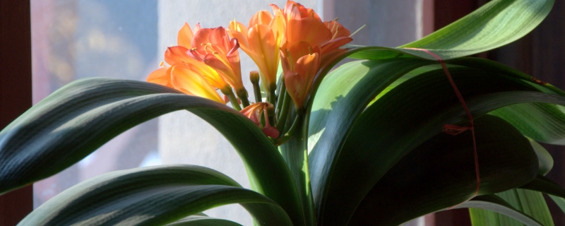 養(yǎng)花“澆水”很關(guān)鍵，掌握這“5原則”，養(yǎng)啥花都長(zhǎng)得旺！